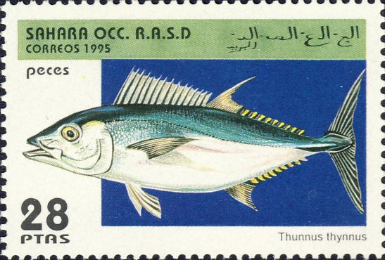 Thunnus thynnus Thunnus thynnus