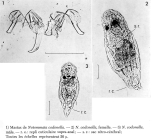 Notommata codonella