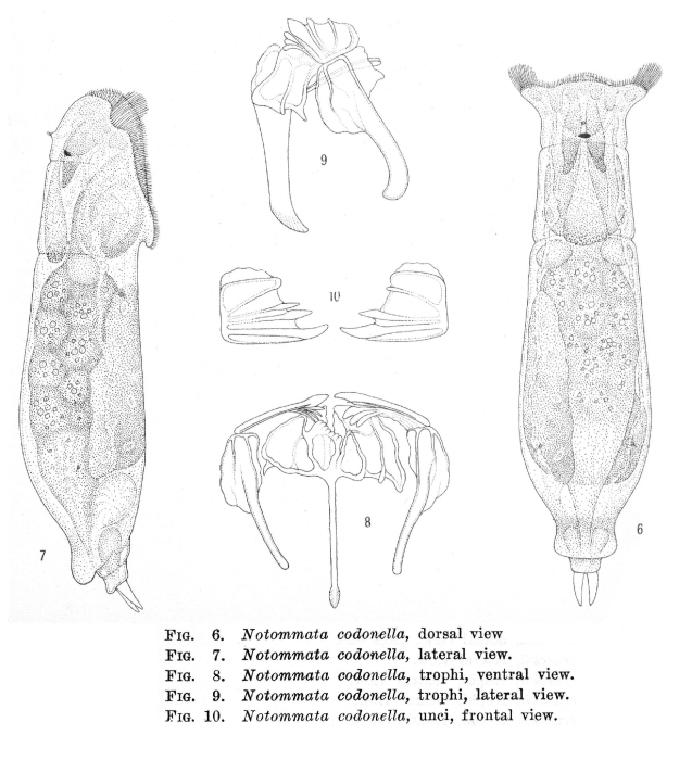 Notommata codonella - Original description image