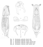 Notommata codonella