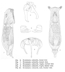 Notommata codonella