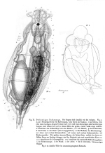 Notommata collaris