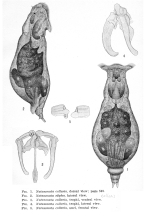 Notommata collaris