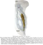 Notommata collaris