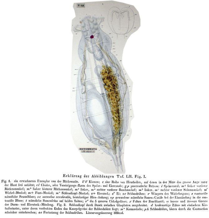 Notommata collaris