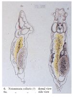 Notommata collaris
