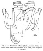 Notommata collaris