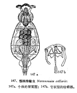 Notommata collaris