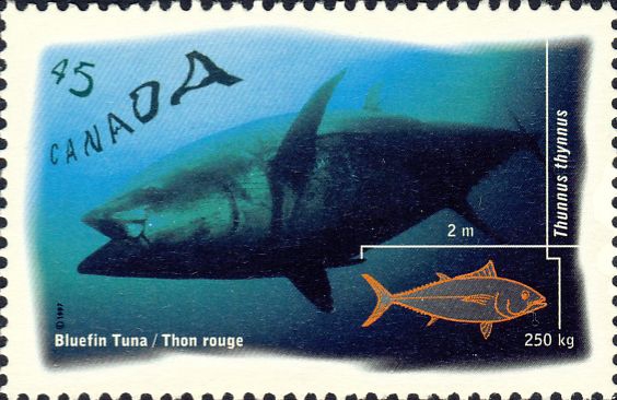 Thunnus thynnus Thunnus thynnus