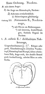 Notommata collaris - Original description image