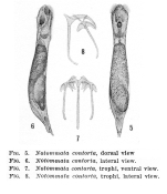 Notommata contorta