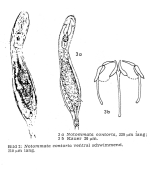 Notommata contorta