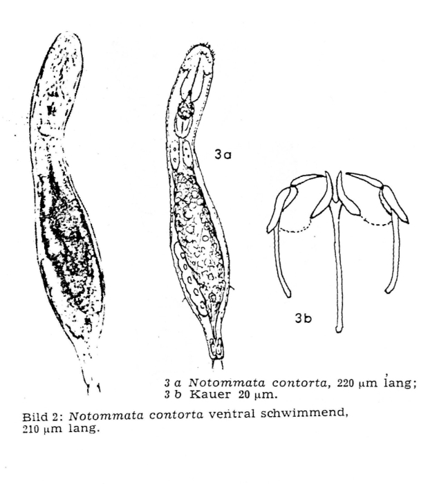 Notommata contorta