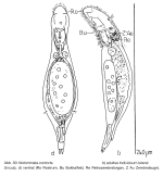Notommata contorta