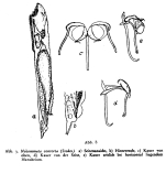Notommata contorta