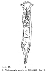 Notommata contorta