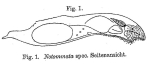 Notommata contorta
