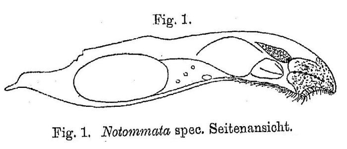 Notommata contorta