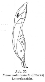 Notommata contorta