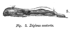 Notommata contorta