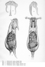 Notommata copeus