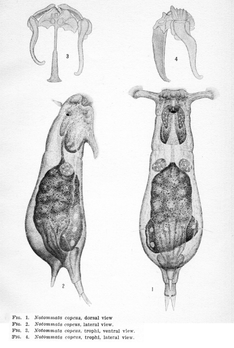 Notommata copeus