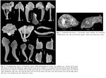 Notommata copeus