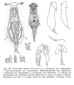 Notommata copeus