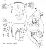 Notommata copeus