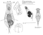 Notommata copeus