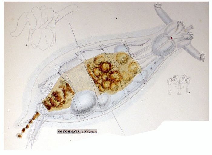 Notommata copeus