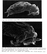 Notommata copeus