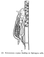 Notommata copeus