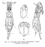 Notommata copeus