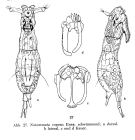 Notommata copeus