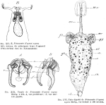 Notommata copeus