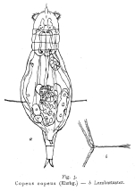 Notommata copeus
