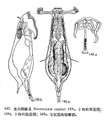 Notommata copeus