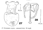 Notommata copeus