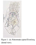 Notommata copeus