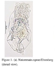Notommata copeus