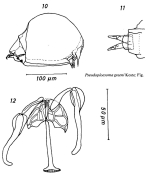 Notommata copeus