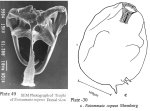 Notommata copeus