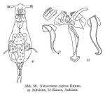 Notommata copeus