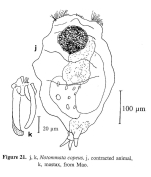 Notommata copeus