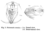 Notommata cuneata - Original description image