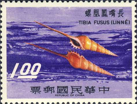 Tibia fusus Tibia fusus