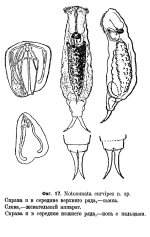 Notommata curvipes - Original description image