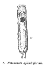 Notommata cylindriformis - Original description image
