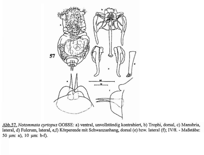 Notommata cyrtopus Notommata cyrtopus